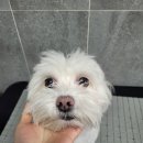 몽실 애견미용 이미지
