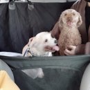 보리펫택시 이미지