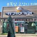 명품고양이카페 네이버블로그