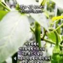 핸드폰 배경화면&amp;잠금화면_20240114_창세기 15장 13-14절_맵지만 맛있도다! 약속의 맛을 누려라!_주현절 후 두 번째 주일 묵 이미지