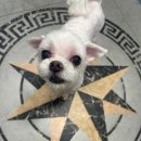 쏭트리밍 이미지