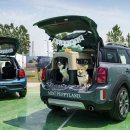 코리아 퍼피 이미지