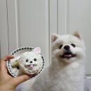 대전 반려동물 케이크 강아지 수제간식 디어마이블랭크
