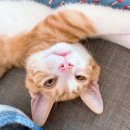 닥터표동물병원 이미지