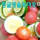 청귤 방울토마토 마리네이드 바질 없을 때 청귤 껍질로 토마토 절임 이미지