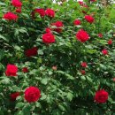 내컴퓨터 관리하기 이미지