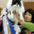 베스트 캣 이미지