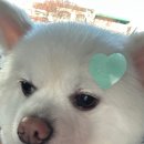 곱디곱개 이미지