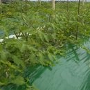 강씨농장 이미지