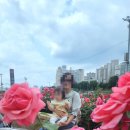 묵동장로교회 | 12개월 아기랑 함께한 &#34;중랑 장미축제&#34; 나들이 (주차, 대중교통, 준비물, 장미 사진 보정팁!)🌹