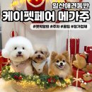 (주)네시삼십삼분 | [메가주 일산] 2025 케이펫페어 킨텍스 애견동반 펫박람회 토요일 관람 후기 / 주차