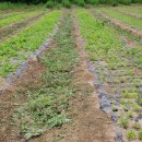 까치슈퍼 이미지