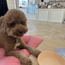 멍블리 수제간식 이미지