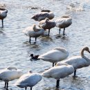 철새탐조대 이미지