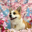 놀다가개유치원 이미지