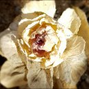 논현1동 주민센터 이미지