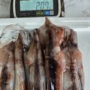 방금 들어온 싱싱한 활 비품돌문어, 싱싱한 초코오징어 저렴하게 맛보세요~^^ 이미지