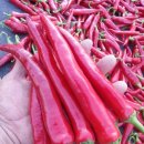 전북고추 이미지