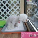 이뿌개 귀엽개 이미지