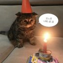 골드 피시존 (인-246) | [강남신세계] 까르띠에 트리니티링 구매 후기 (가격, 코코크러쉬 비교)