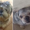 댕댕이미용실 이미지