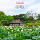 연꽃 - 춘천시 스무숲1길 36-2 | 서울근교 꽃구경 양평 세미원 연꽃축제 실시간 후기
