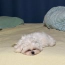 댕그리 | [김포/댕그린] 내돈내산_1000평 야외운동장 애견동반 브런치카페 후기 (메뉴, 주차)