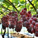 인처골시골밥상 이미지