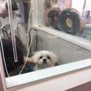 강남메디컬동물병원 이미지