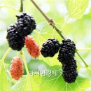 뽕이랑 귀농이랑 아시아경제