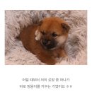 도그마루 강아지 고양이 동탄점 이미지