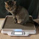 신호묘 | [고양이 스크래처 추천] 스크래처로 체중까지 젠다고?! 스크래처 체중계 묘키로 상세 후기