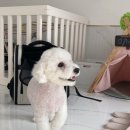 오마이펫 이미지