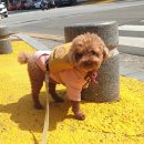 쌍군그루밍 네이버블로그
