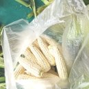용주 | 여수 화양면 옥수수 직접가본 여수 용주할머니 장터 생생후기