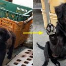 멍멍이가족 이미지