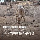 행복의섬 | 진해 군항제 벚꽃보다 특별했던 소쿠리섬 사슴 캠핑 여행 후기