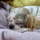 다키애견 이미지