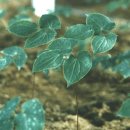 삼지구엽초 번식 및 재배기술 이미지