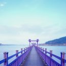 천사퍼플민박 | 신안 퍼플섬 겨울여행 가는법 입장료 날씨