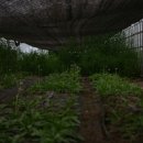 토고미농장 이미지