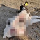 들개농장 이미지