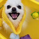 서면애견미용 맘바이 강아지 미용실 이미지