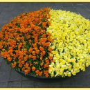 삼성사이버경로당 이미지