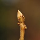 나무나무 이미지