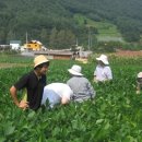 복음농장 이미지