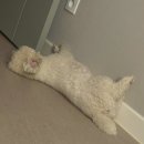 딩동댕댕 애견유치원 이미지