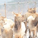 사슴자연방목장 이미지