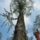 은빛카센타 이미지