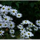 연인산풍경 이미지